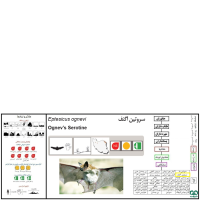 گونه خفاش سروتین شمالی Northern Bat 